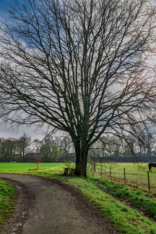 Free Leafless tree stands tall in Coesfeld landscape, showcasing serene rural beauty. Stock Photo