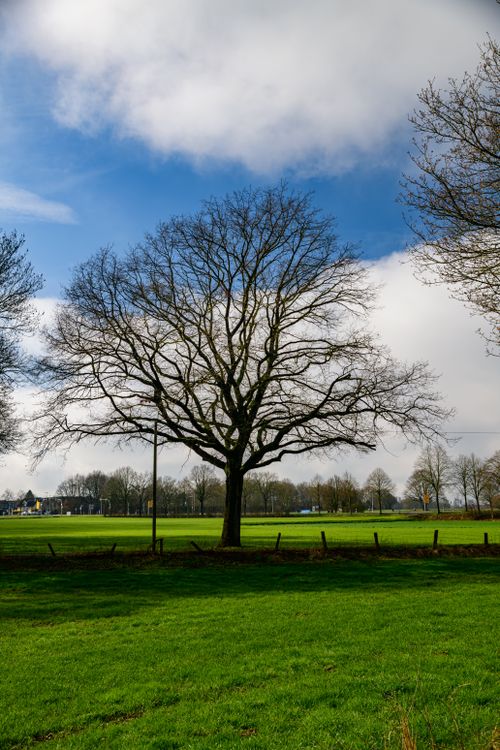 Free A tranquil outdoor scene in Coesfeld, Germany featuring a leafless tree against a bright blue sky. Stock Photo