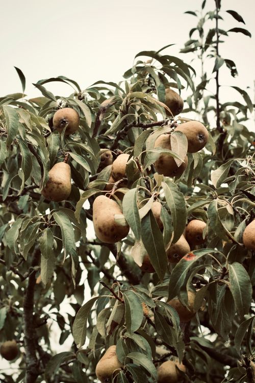 Free Close-up of pears on a tree, showcasing lush green leaves and ripe fruits in a summer orchard. Stock Photo