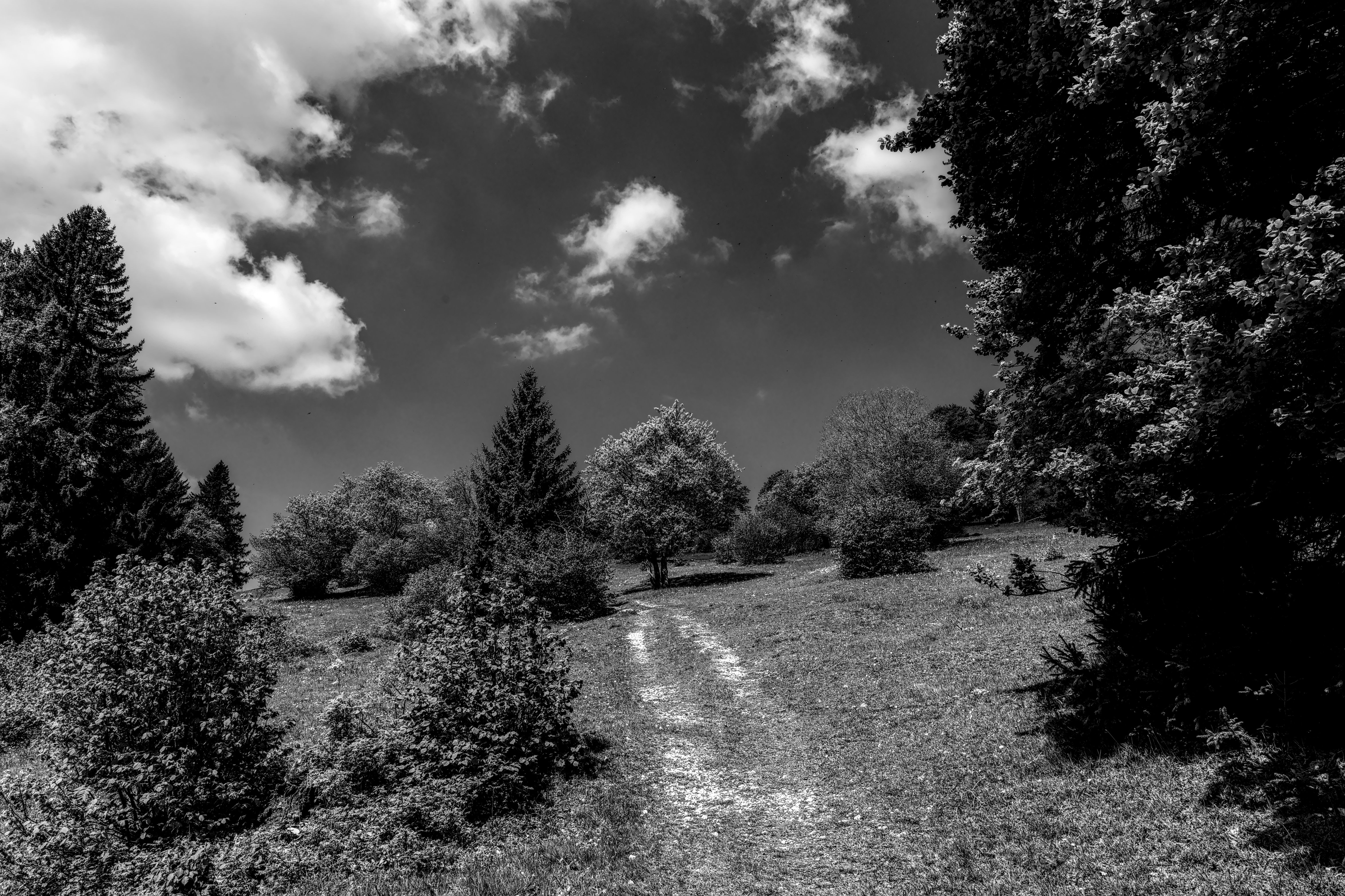 Black and white image capturing a tranquil path through a lush forest under a cloudy sky.