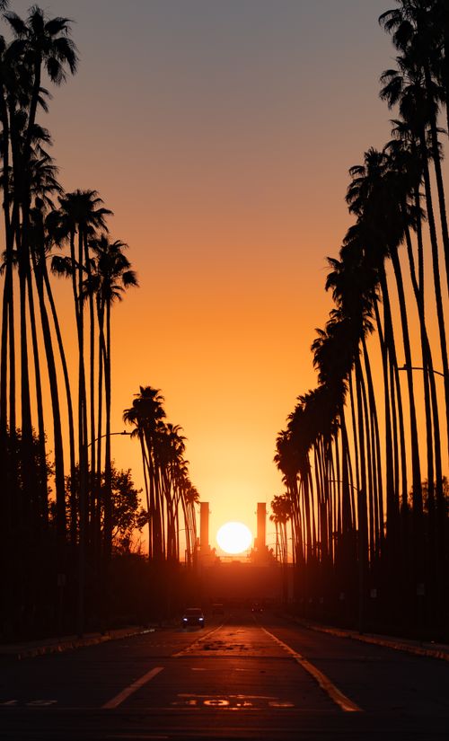 Free Dramatic sunset view with towering palm trees lining a California street, casting long shadows. Stock Photo