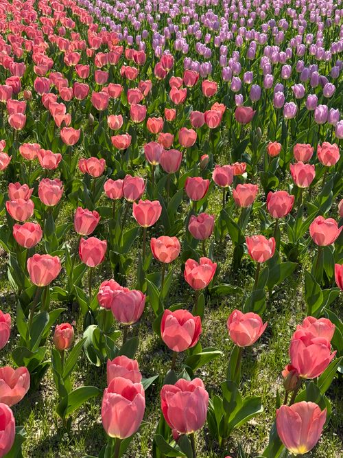 Free A colorful tulip field in Shanghai, showcasing vivid red and purple flowers under the bright sun. Stock Photo