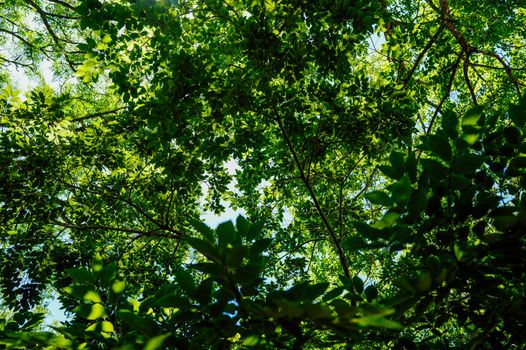 Looking up at vibrant green leaves and branches forming a dense forest canopy.