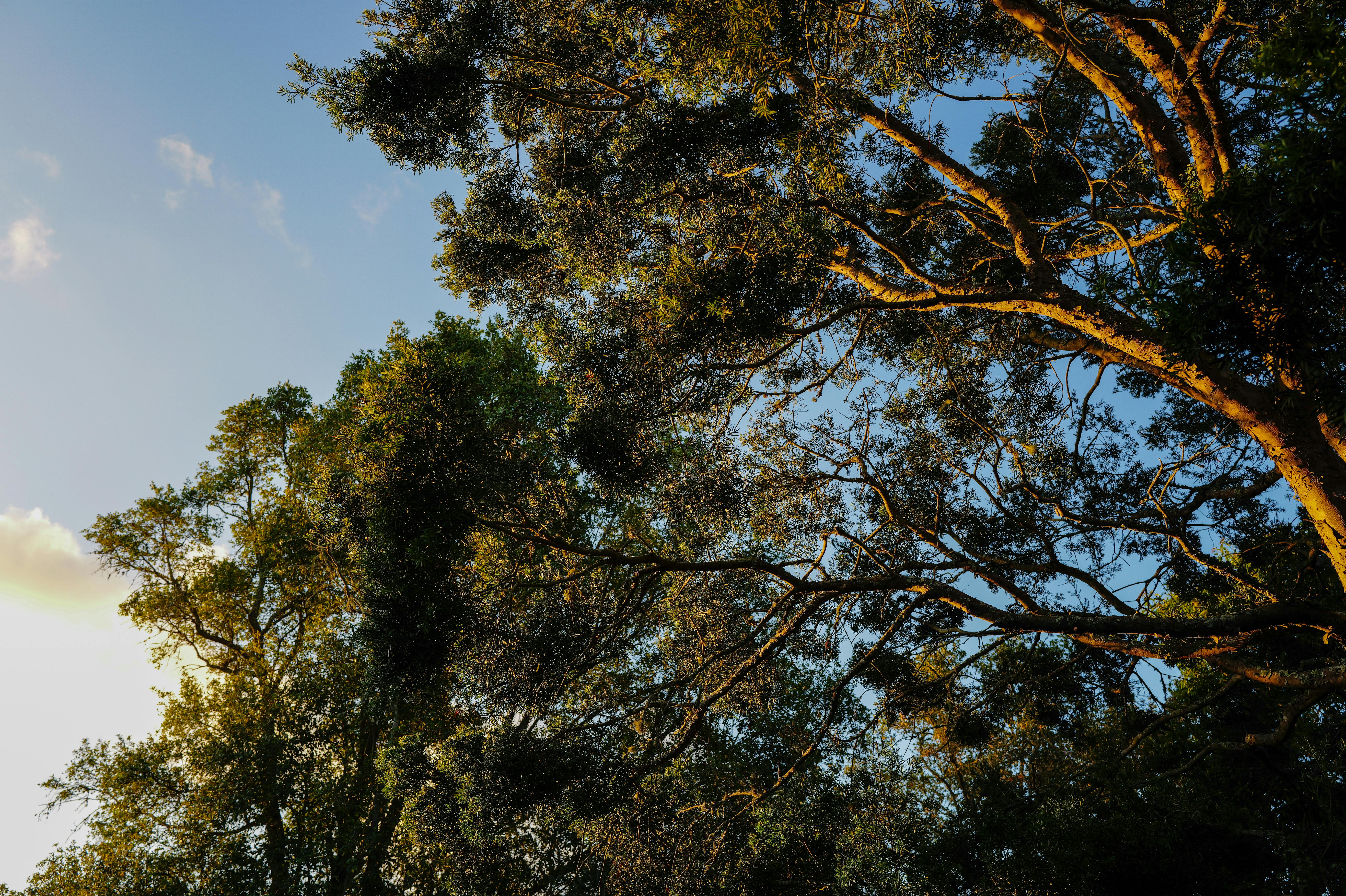 Branches d'arbres illuminées par le soleil d'automne sous un ciel d'un bleu limpide. Idéal pour les thèmes liés à la nature et aux saisons.