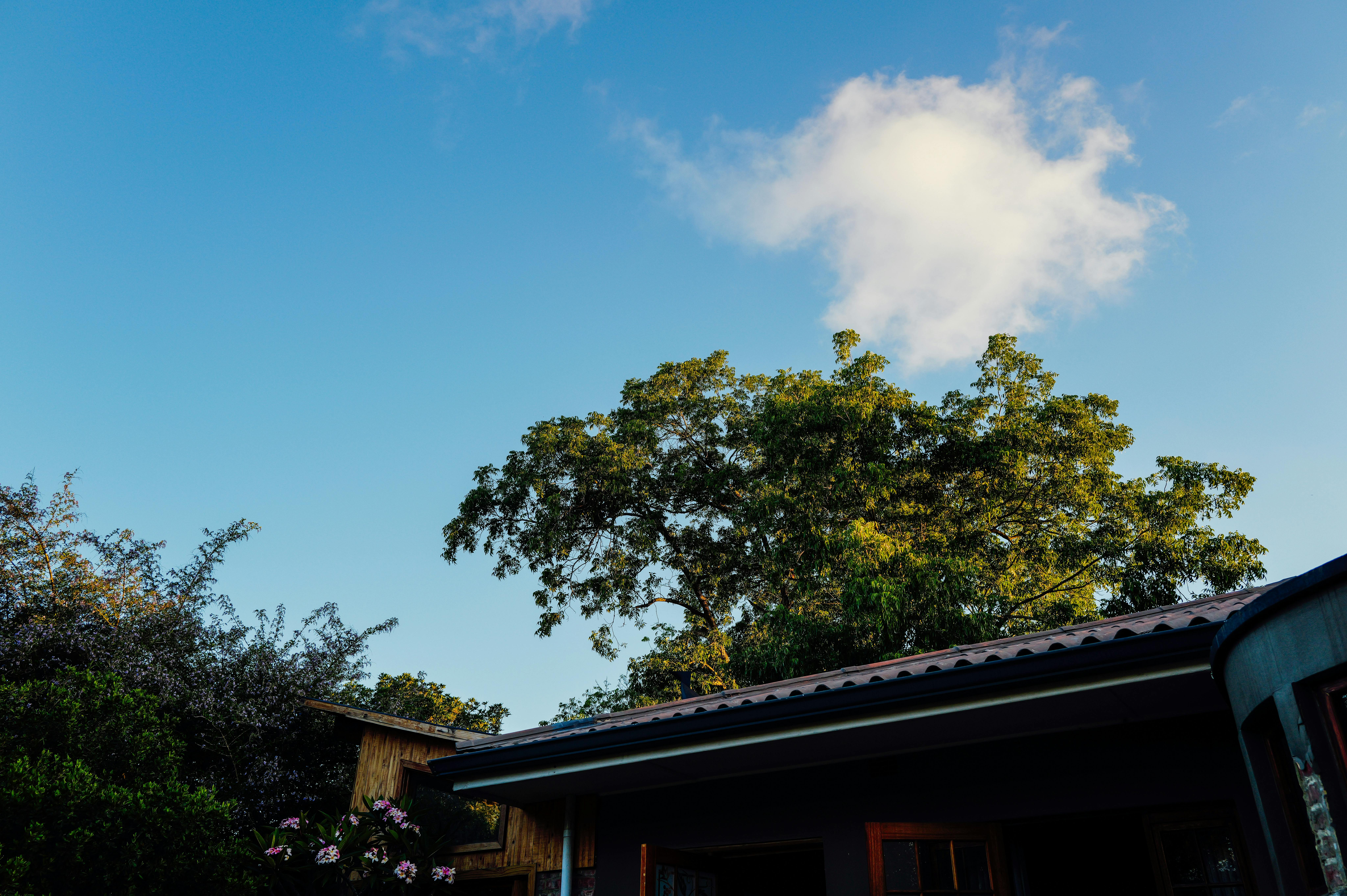 Un charmant paysage extérieur avec un ciel d'un bleu éclatant, des arbres luxuriants et un toit-terrasse.