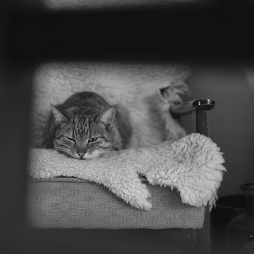 검정색과 흰색, 경계, 고양이의 무료 스톡 사진