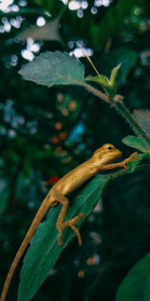 Brown Lizard on Green Leaf