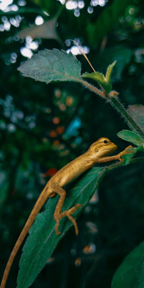 Foto d'estoc gratuïta de a l'aire lliure, animal, arbre