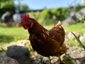 A Lohmann Brown hen forages in a sunny backyard, showcasing its vibrant plumage.