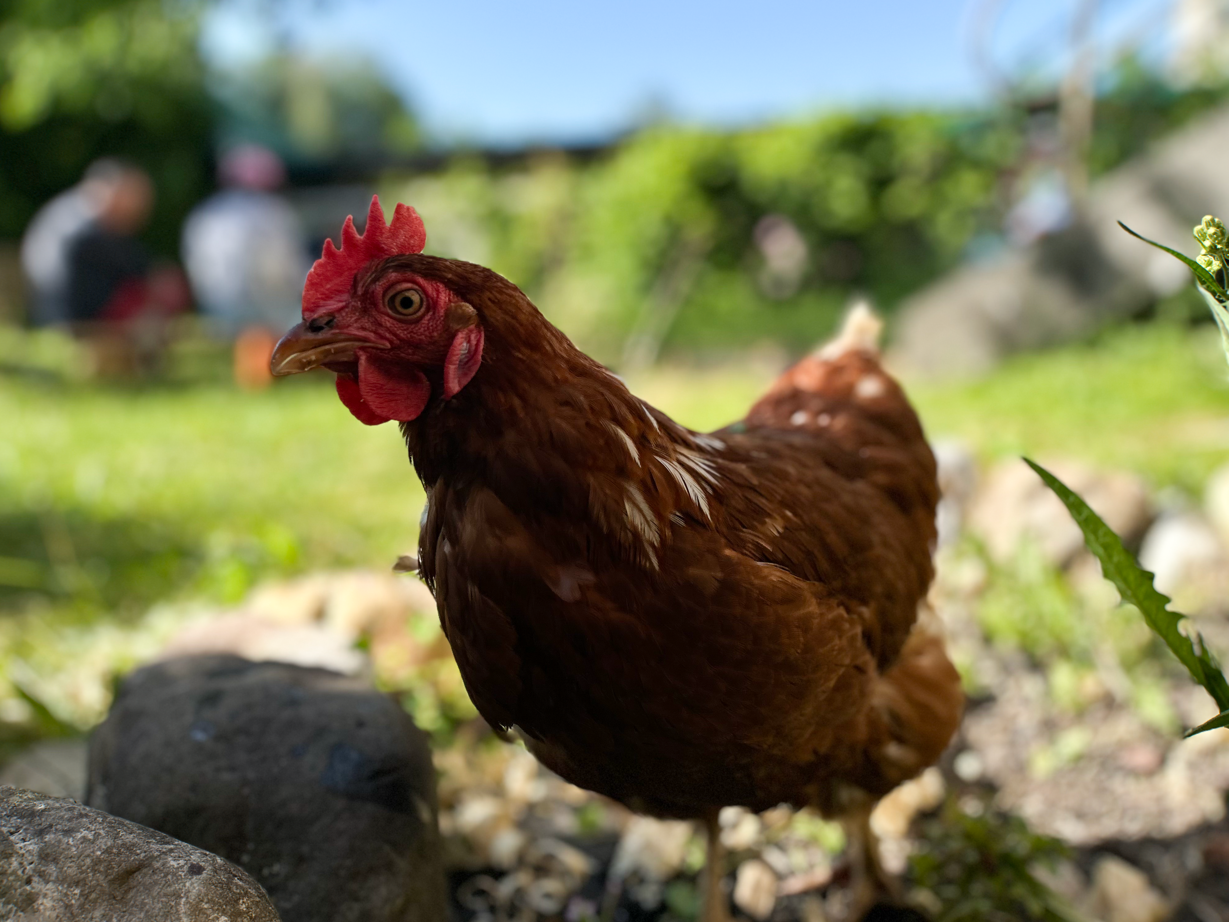 Close-up of a Lohmann Brown Hen Outdoors · Free Stock Photo