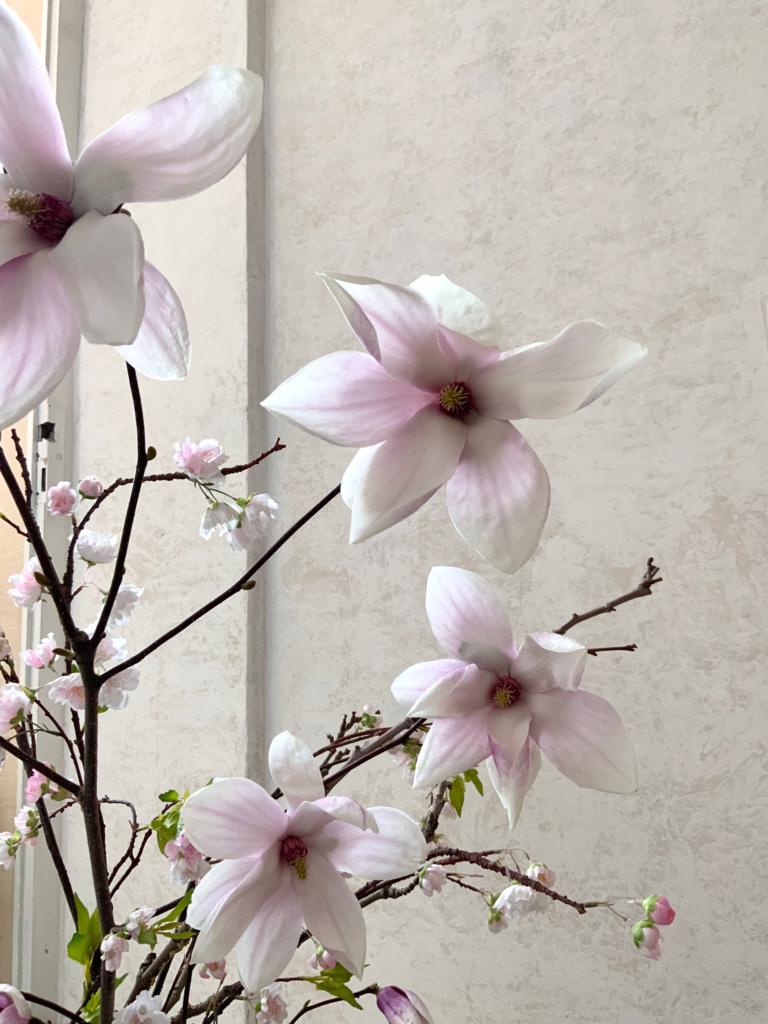 Free Beautiful pink and white magnolia flowers captured in soft natural light against a neutral background. Stock Photo