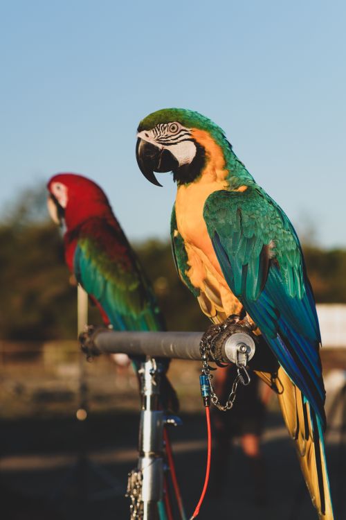 Free Vibrant blue-and-yellow and green-winged macaws perched outdoors, highlighting their stunning plumage. Stock Photo