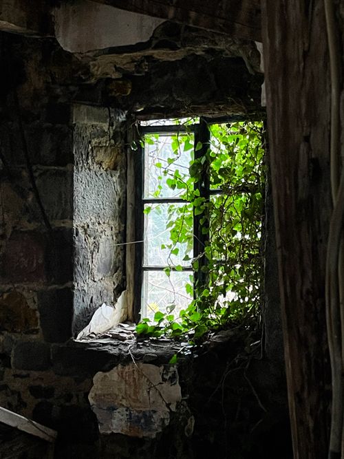 Free A vine-covered window in an abandoned stone building with moody lighting. Stock Photo