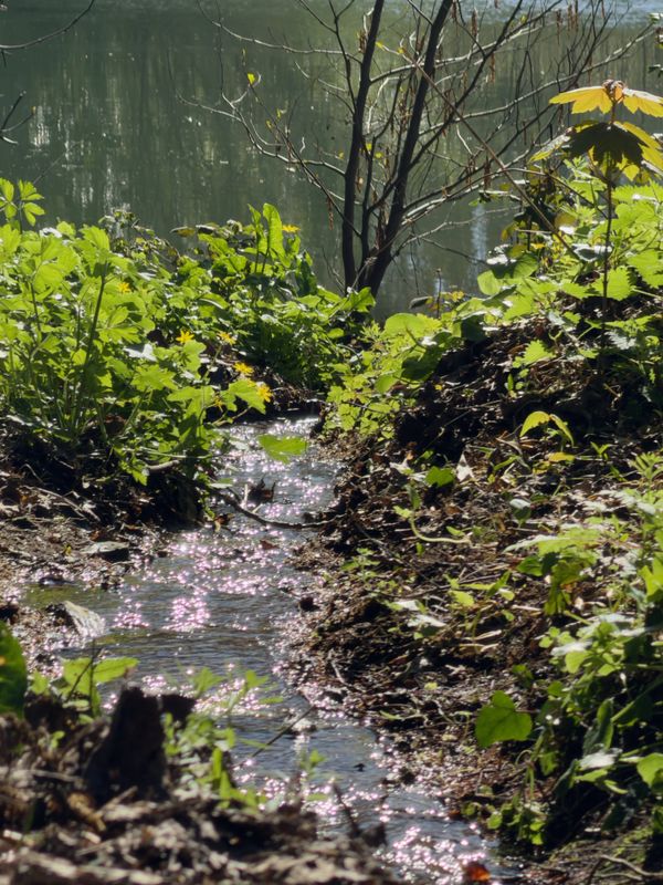 Ruisseau scintillant traversant une végétation printanière vers un lac calme