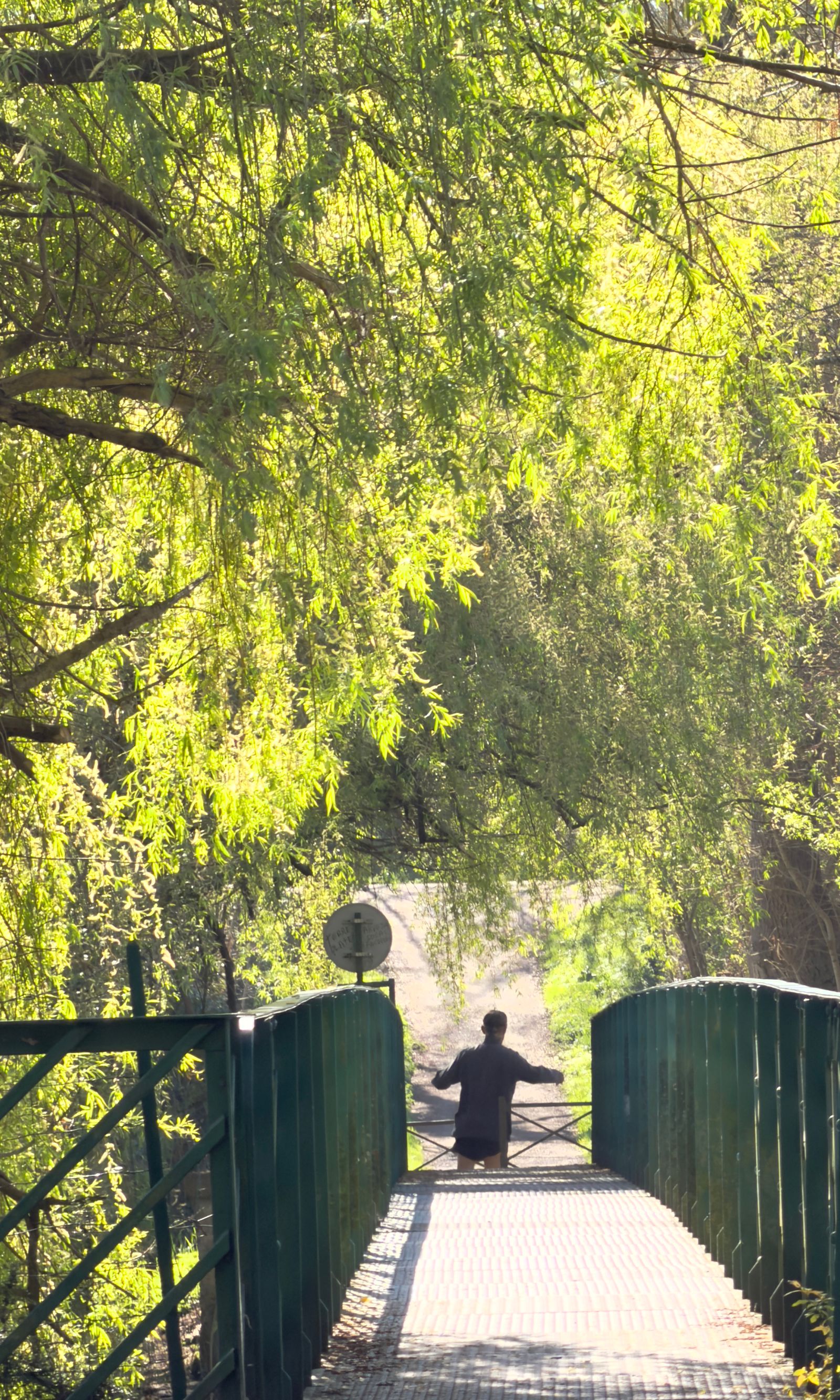 Homme traversant une passerelle verte sous des saules pleureurs ensoleillés