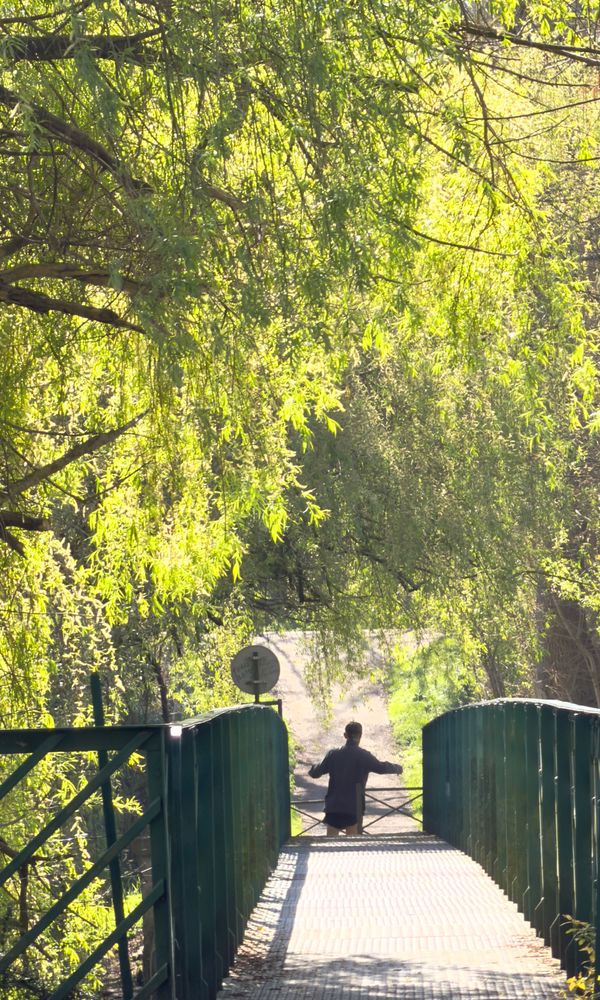 Homme traversant une passerelle verte sous des saules pleureurs ensoleillés