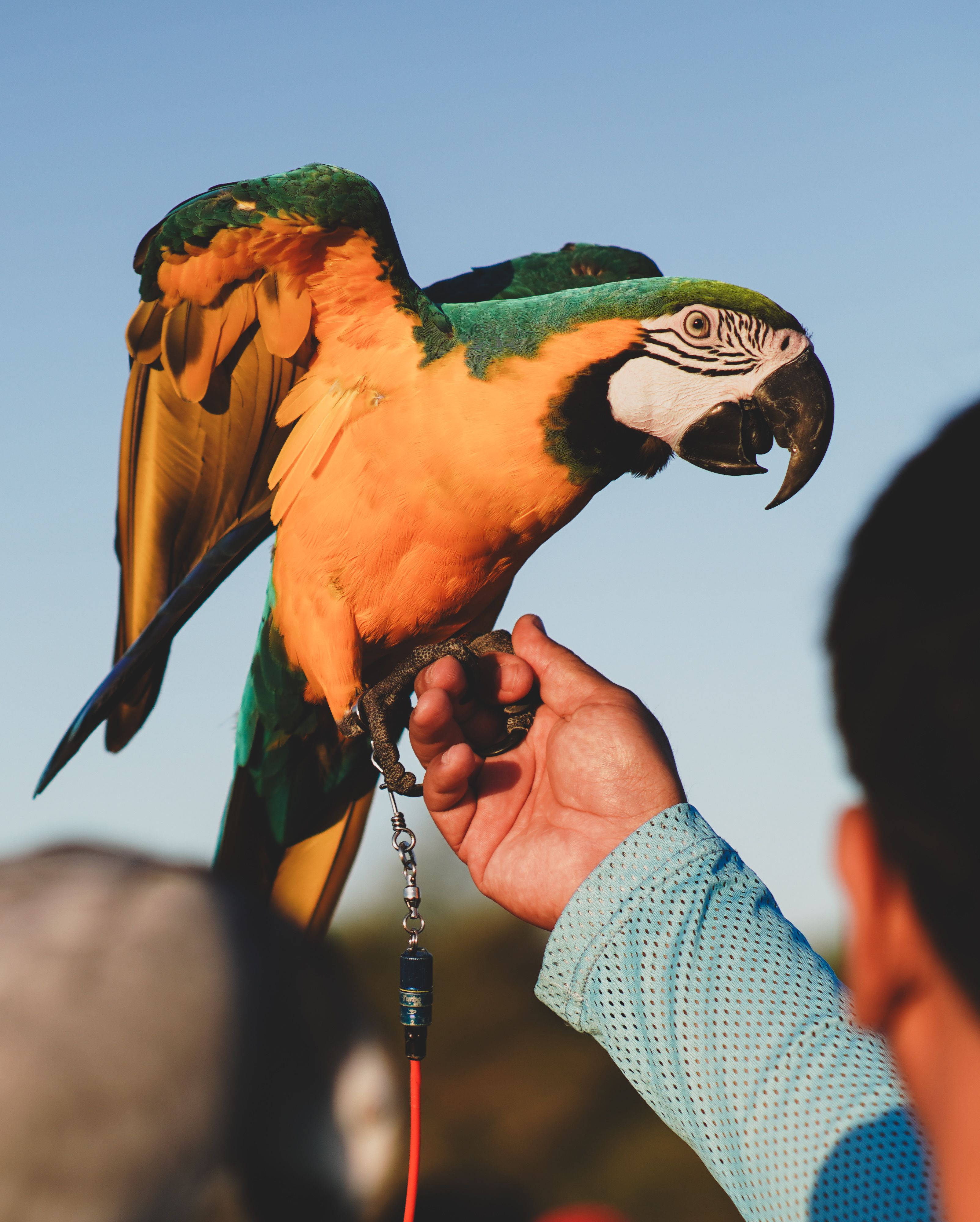 A colorful blue-and-yellow macaw perched on a human hand outdoors, showcasing its vibrant feathers.
