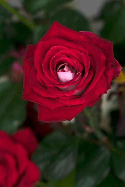 Free Close-up of a vibrant red rose bloom showcasing detailed petals against a dark green background. Stock Photo