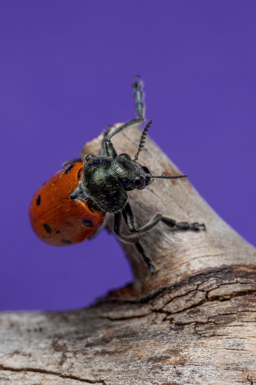 Close-up image of an orange beetle on a wooden surface with a purple background.