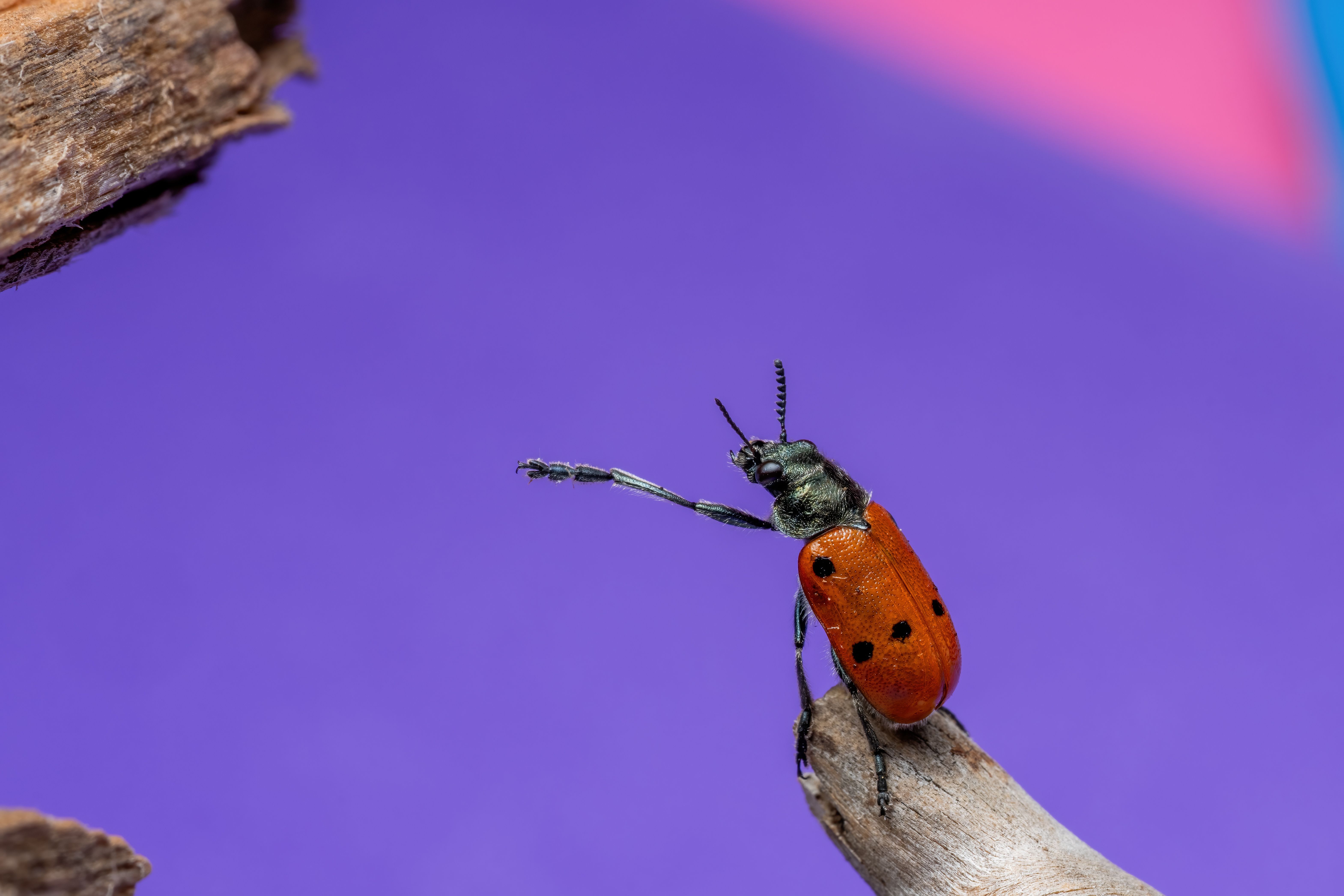 Vibrant Beetle Macro on Colorful Background · Free Stock Photo