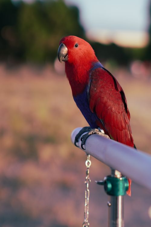 Free A vibrant Eclectus parrot with striking red and purple plumage perched on a rail outdoors. Stock Photo