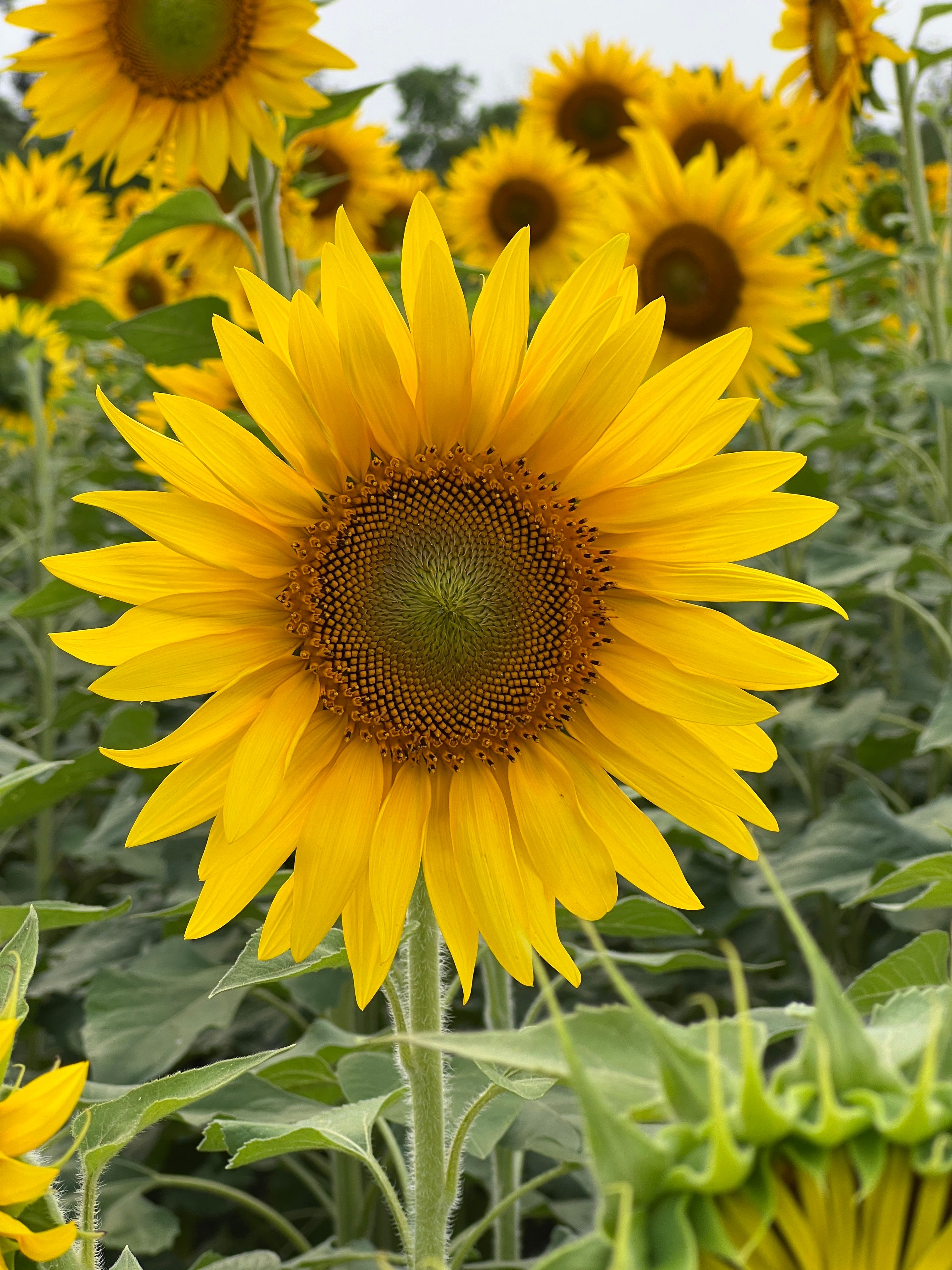 Vibrant Sunflower Field in Full Bloom · Free Stock Photo