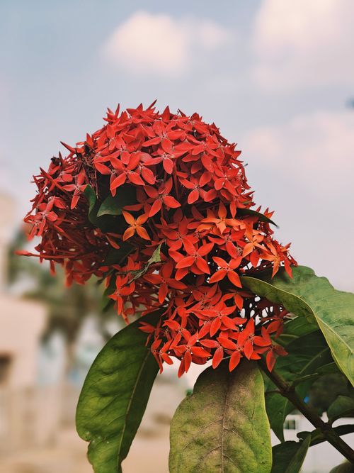 Free Close-up of vibrant red ixora flowers with green leaves under a soft sky, symbolizing tropical beauty. Stock Photo