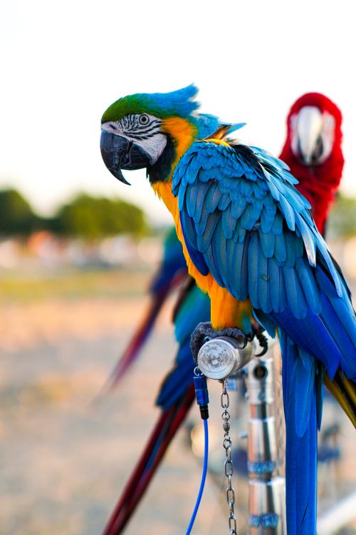 Free Close-up of vibrant blue and yellow macaw with a red macaw in the background during daytime. Stock Photo