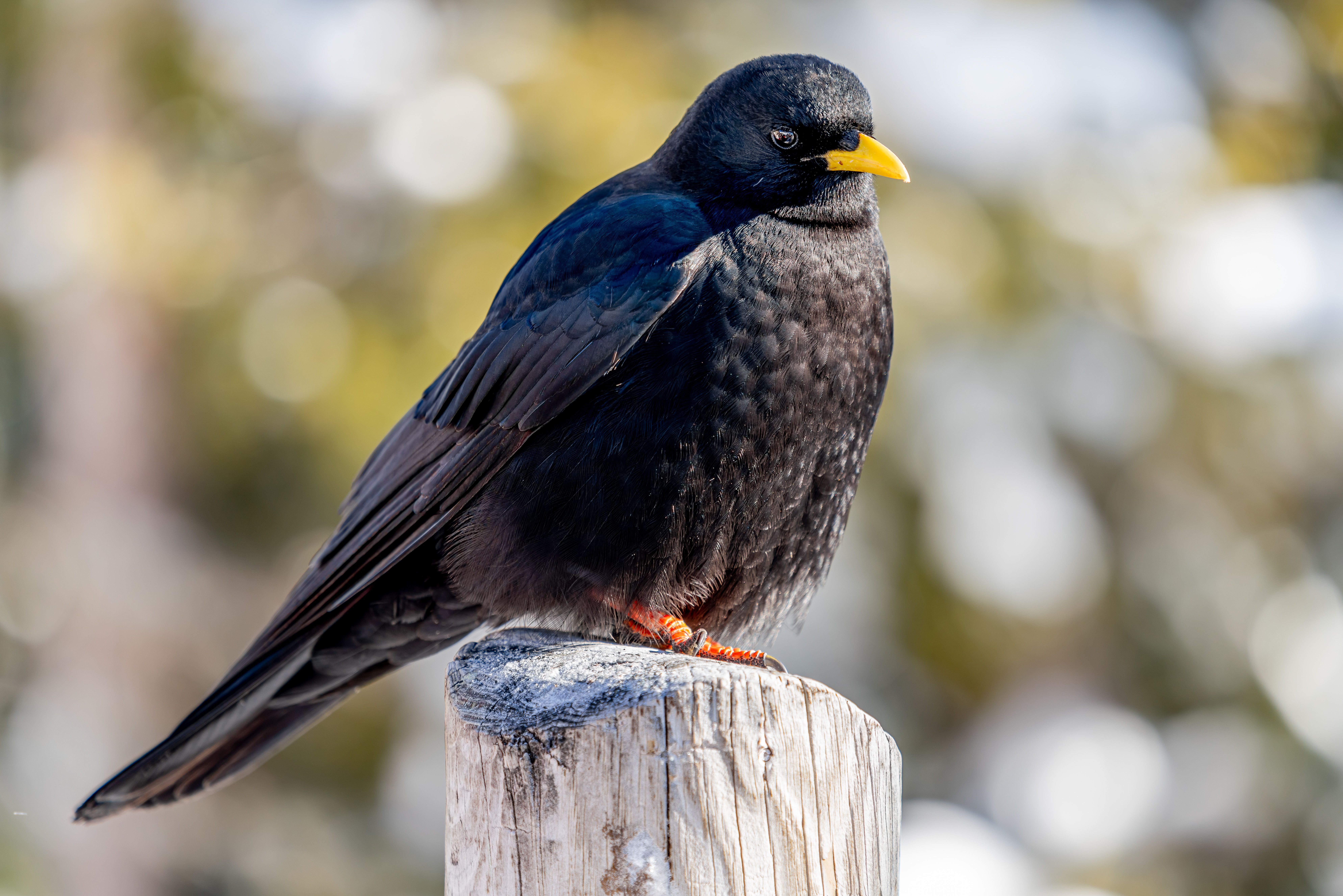 Close-up of an Alpine chough (Pyrrhocorax graculus) perched on a post in the snowy Alps, showcasing its glossy black plumage and yellow beak.