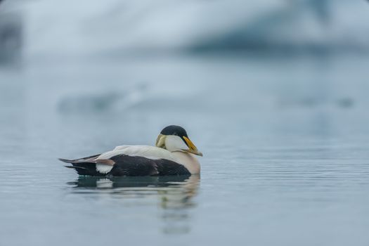 Tranquil scene of a Somateria mollissima on still Icelandic waters, with icy backdrop.