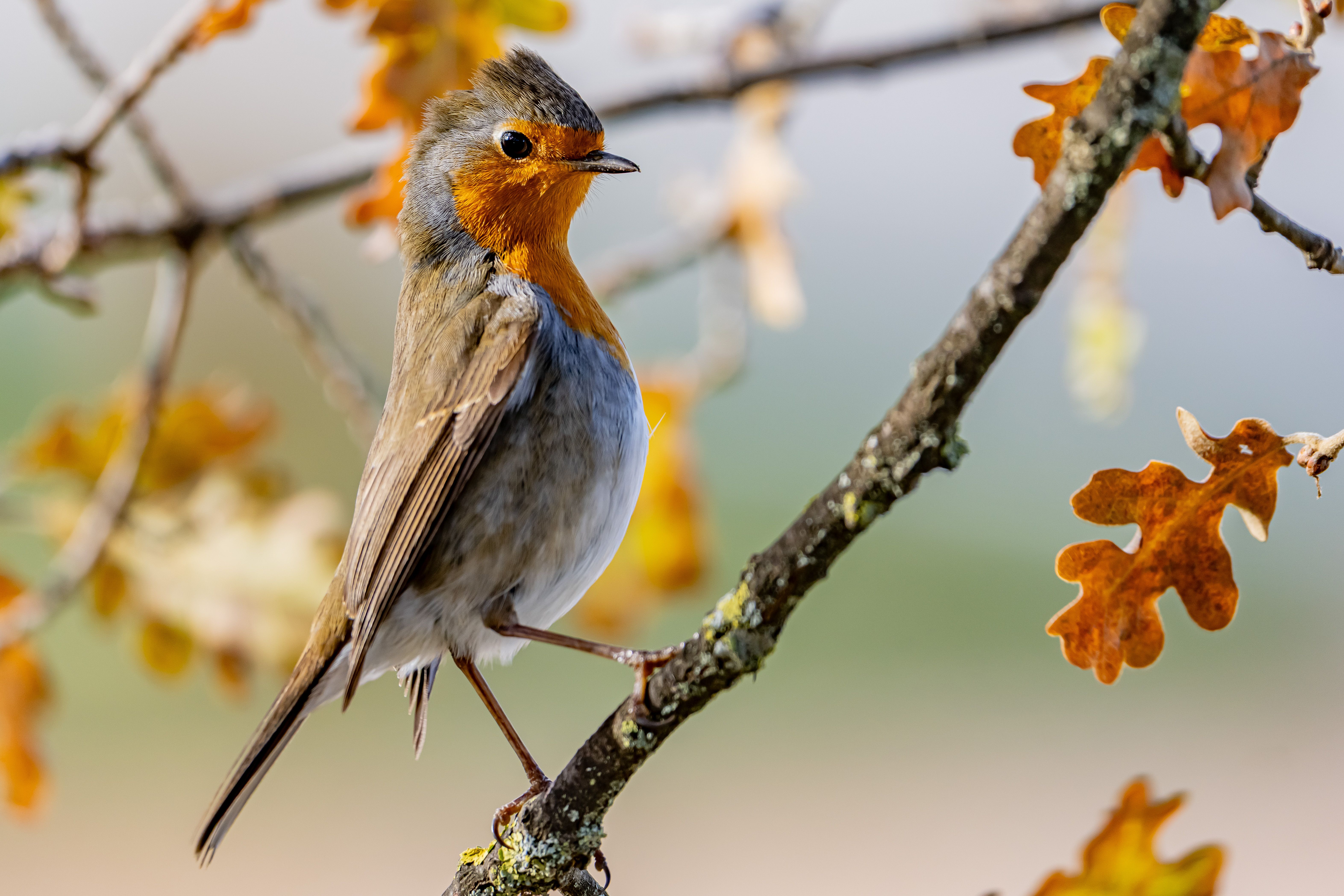 European Robin on an Autumn Branch · Free Stock Photo