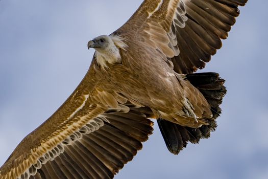 Griffon vulture (Gyps fulvus) flying gracefully against a clear blue sky, showcasing its broad wingspan.