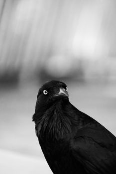 Close-up black and white portrait of an Australian raven, showcasing its striking features.