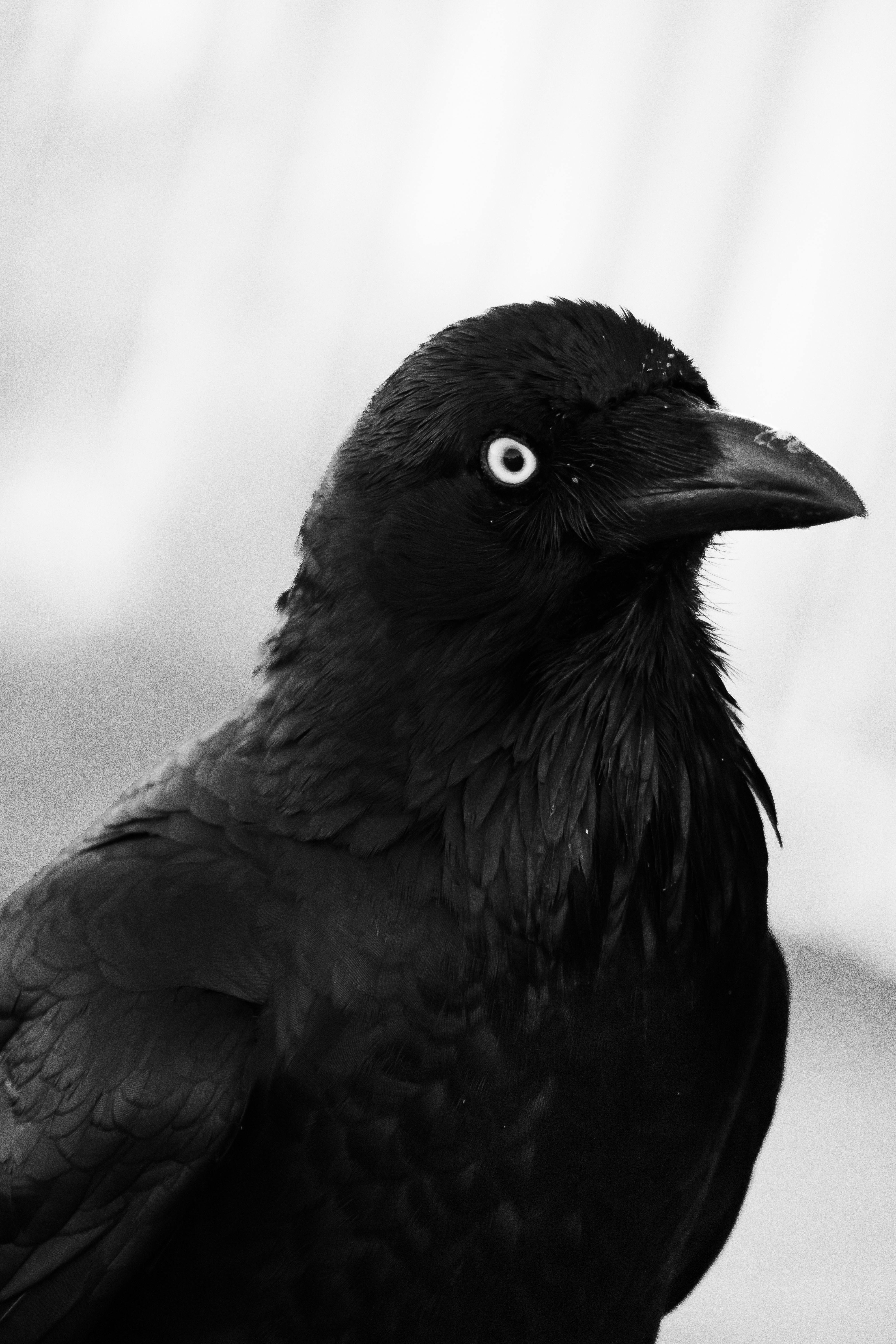 Close-up black and white portrait of a raven showcasing its intense gaze.