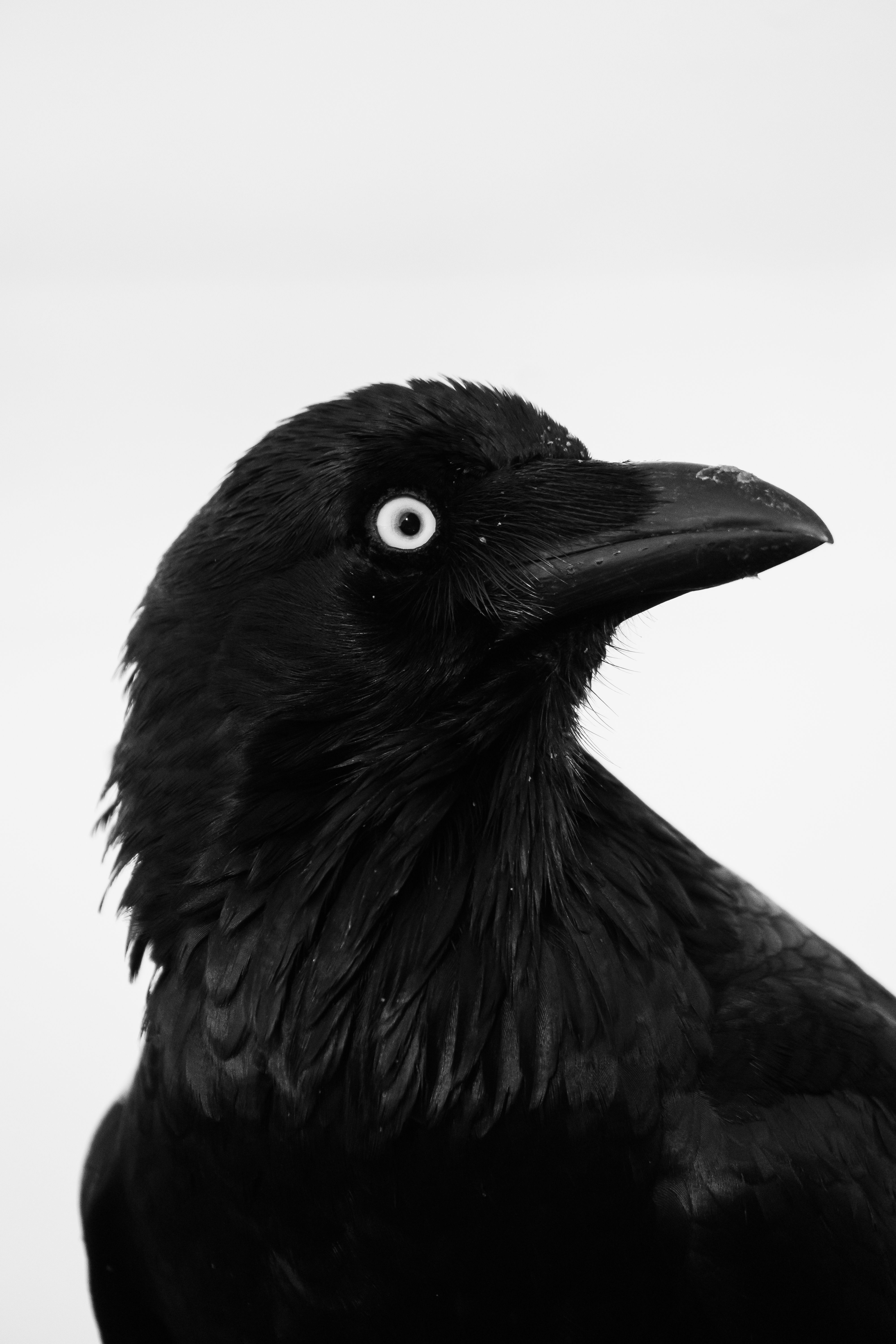 Artistic black and white portrait of a raven with detailed feathers.