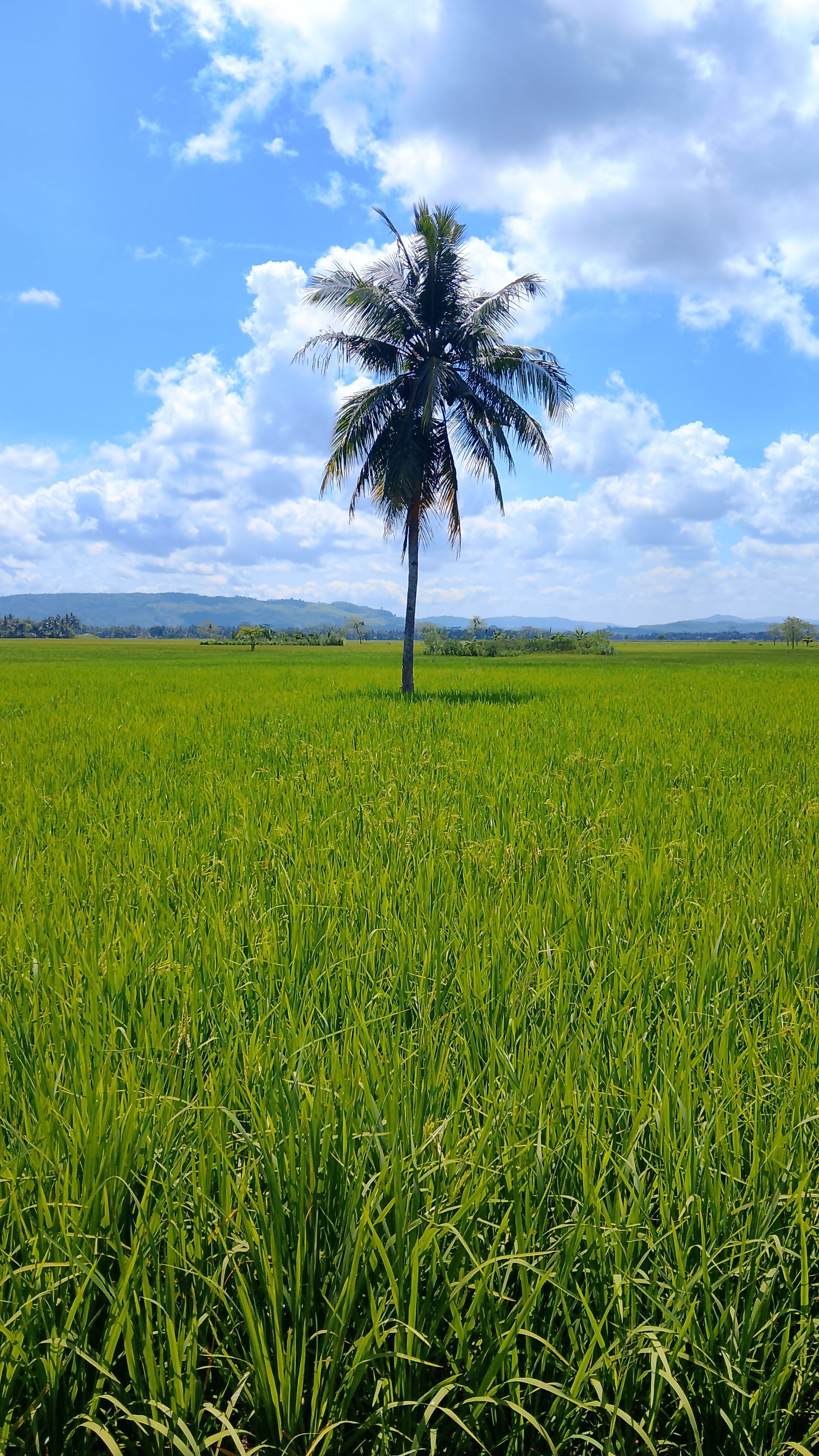 Lone Tree in Lush Green Field under Clear Sky · Free Stock Photo