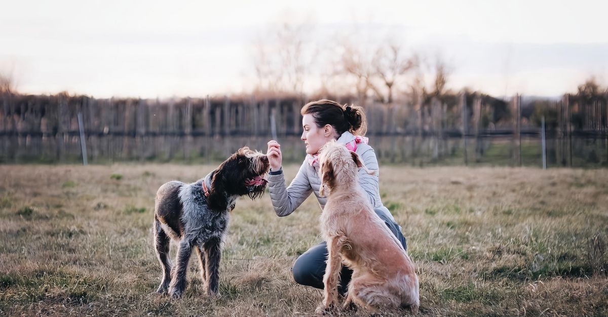 How to Safely Introduce Dogs to Each Other: A Canadian Pet Owner's Guide