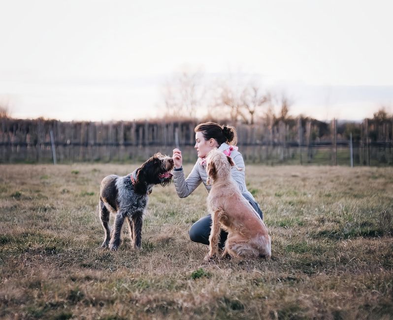 dog training for adult dogs dog training for adult dogs