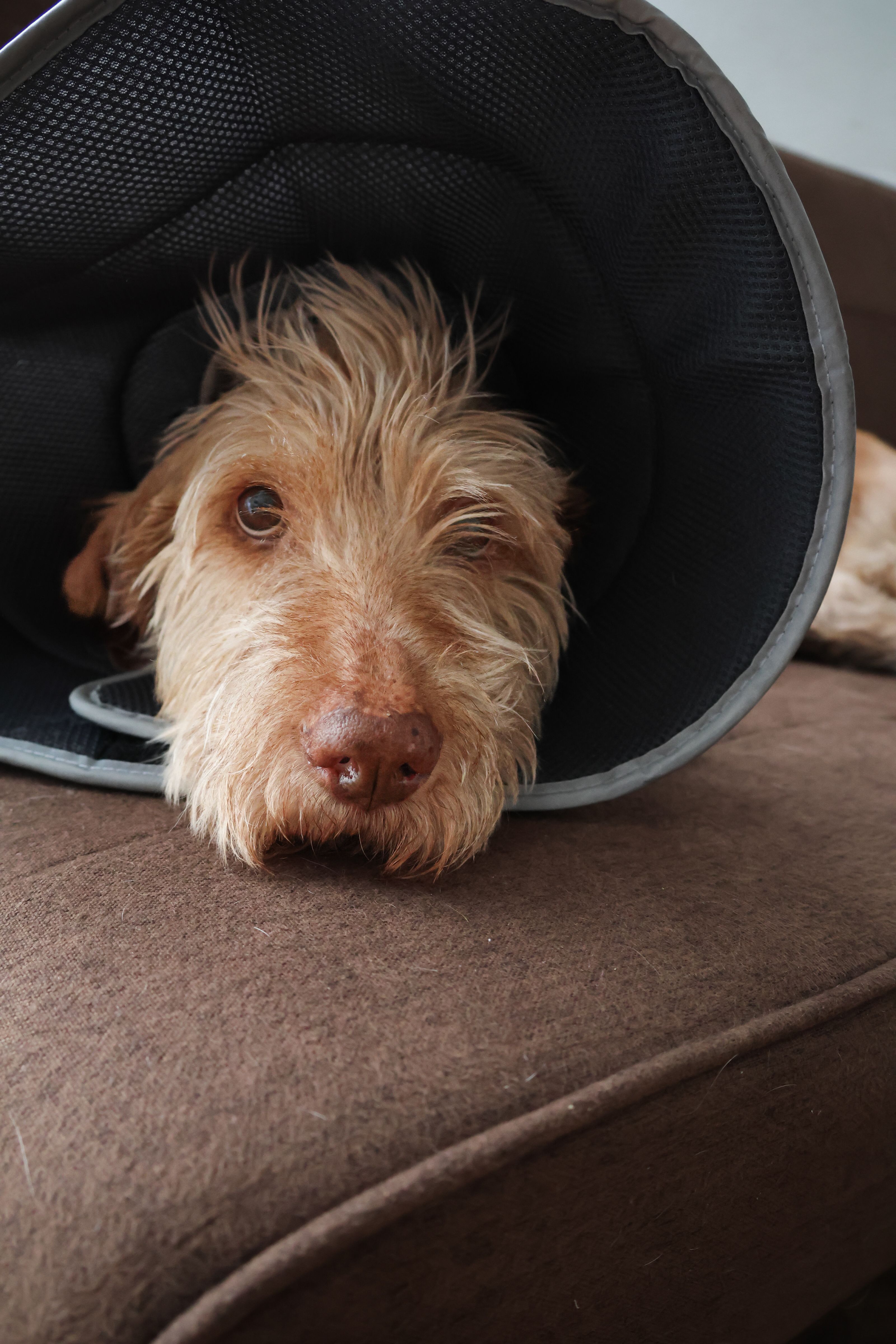 Dog resting calmly on a sofa wearing a protective collar after surgery, recovering at home