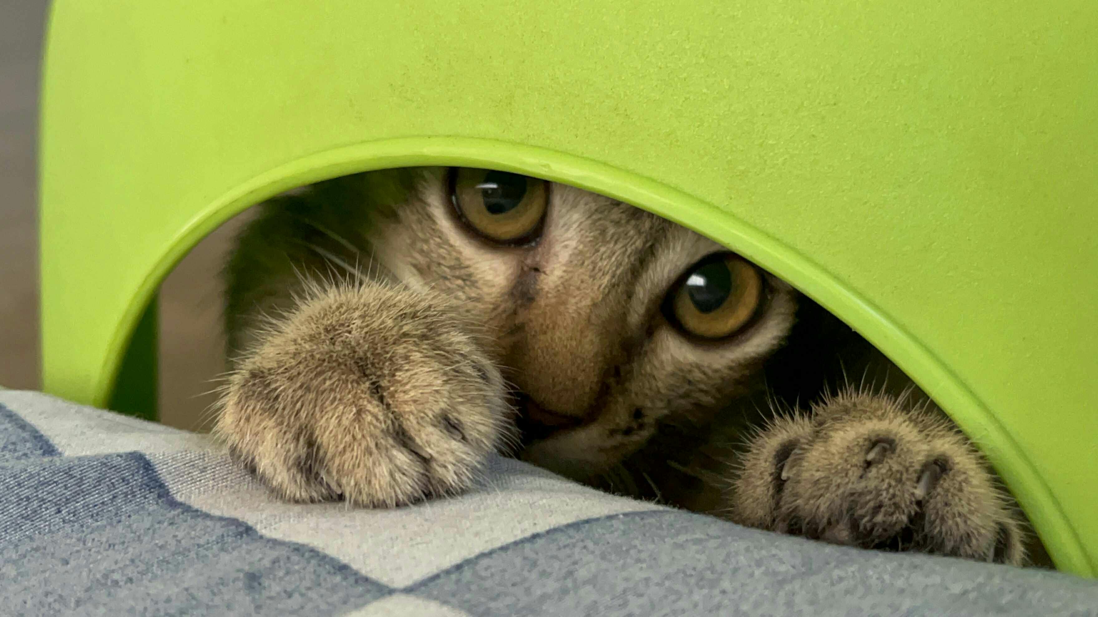 Curious cat peeks playfully from under a green object, showcasing its paws.