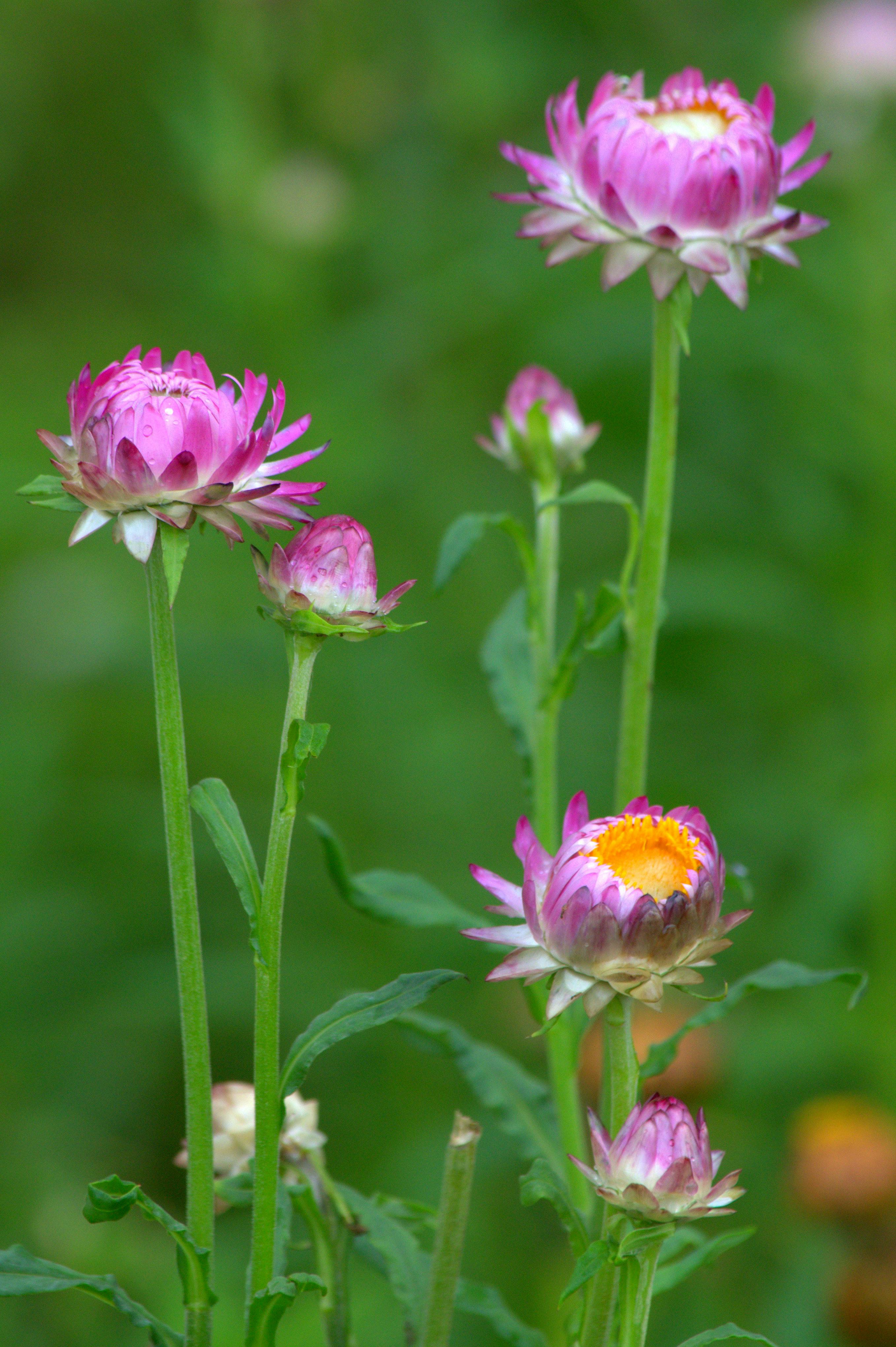 [ColoSach]-free-stock-photo-of-beautiful,-beauty,-bloom