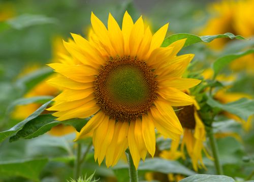 Free Close-up of a vibrant sunflower in full bloom, capturing nature's beauty in a Bandung garden. Stock Photo