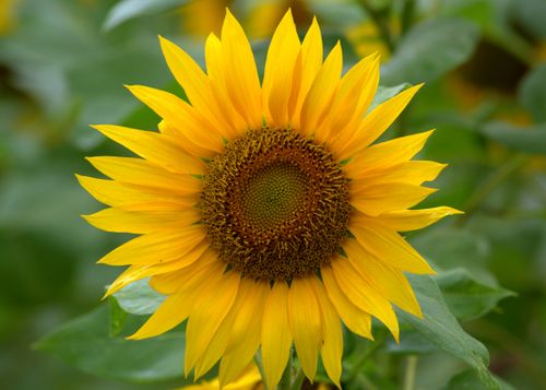 Free Close-up of a bright sunflower in a lush garden, showcasing its vivid colors and spiral pattern. Stock Photo