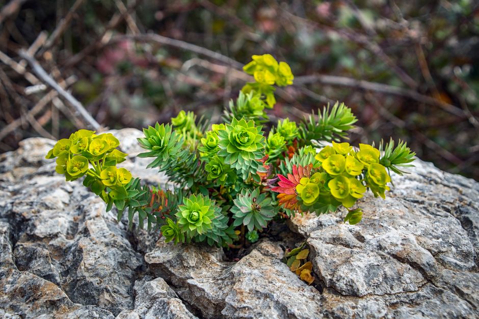 Close-up of a colorful Euphorbia plant thriving in rocky terrain, showcasing its vivid green and red leaves.