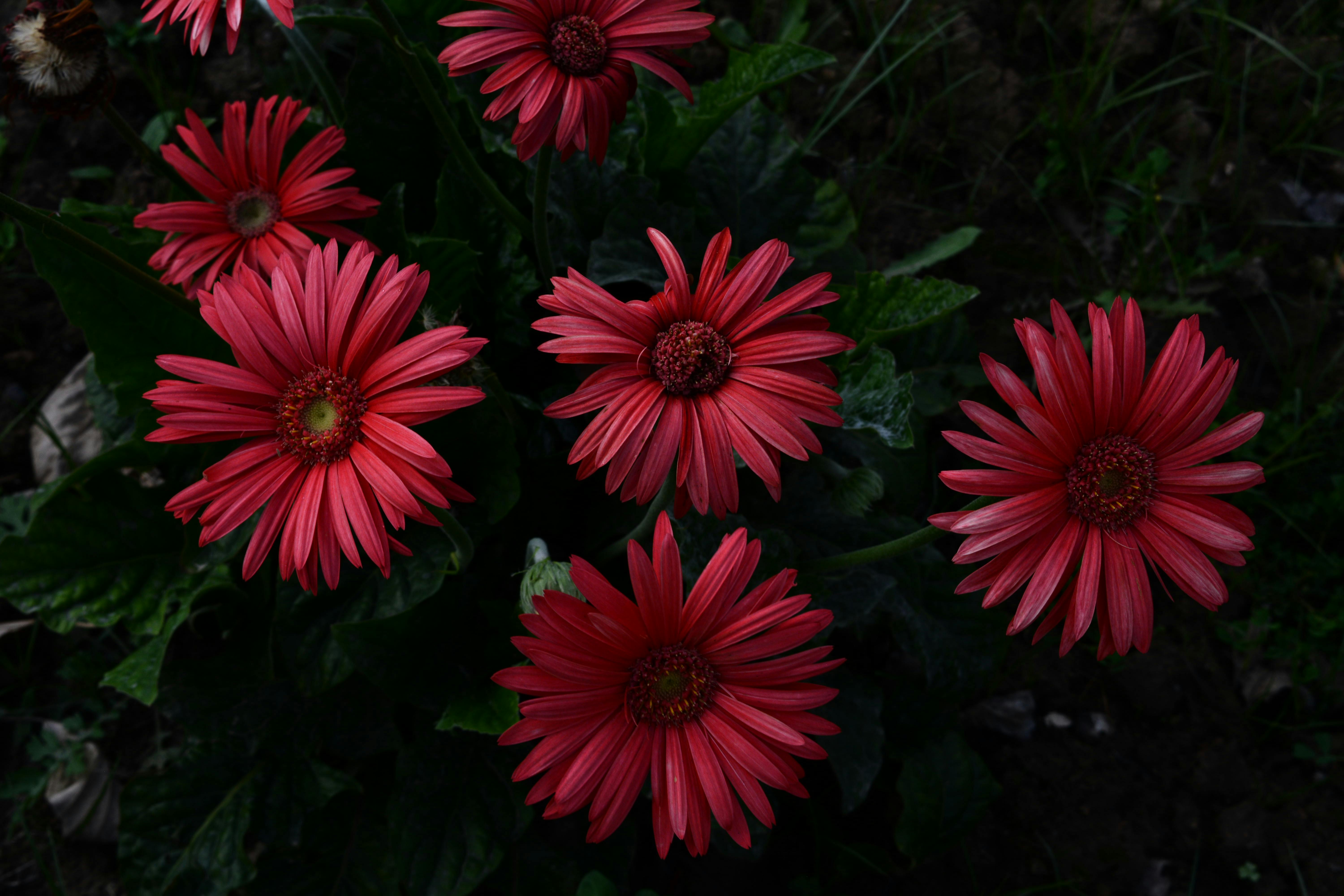 [ColoSach]-a-stunning-close-up-of-vibrant-red-daisies-in-full-bloom,-capturing-the-beauty-of-nature.