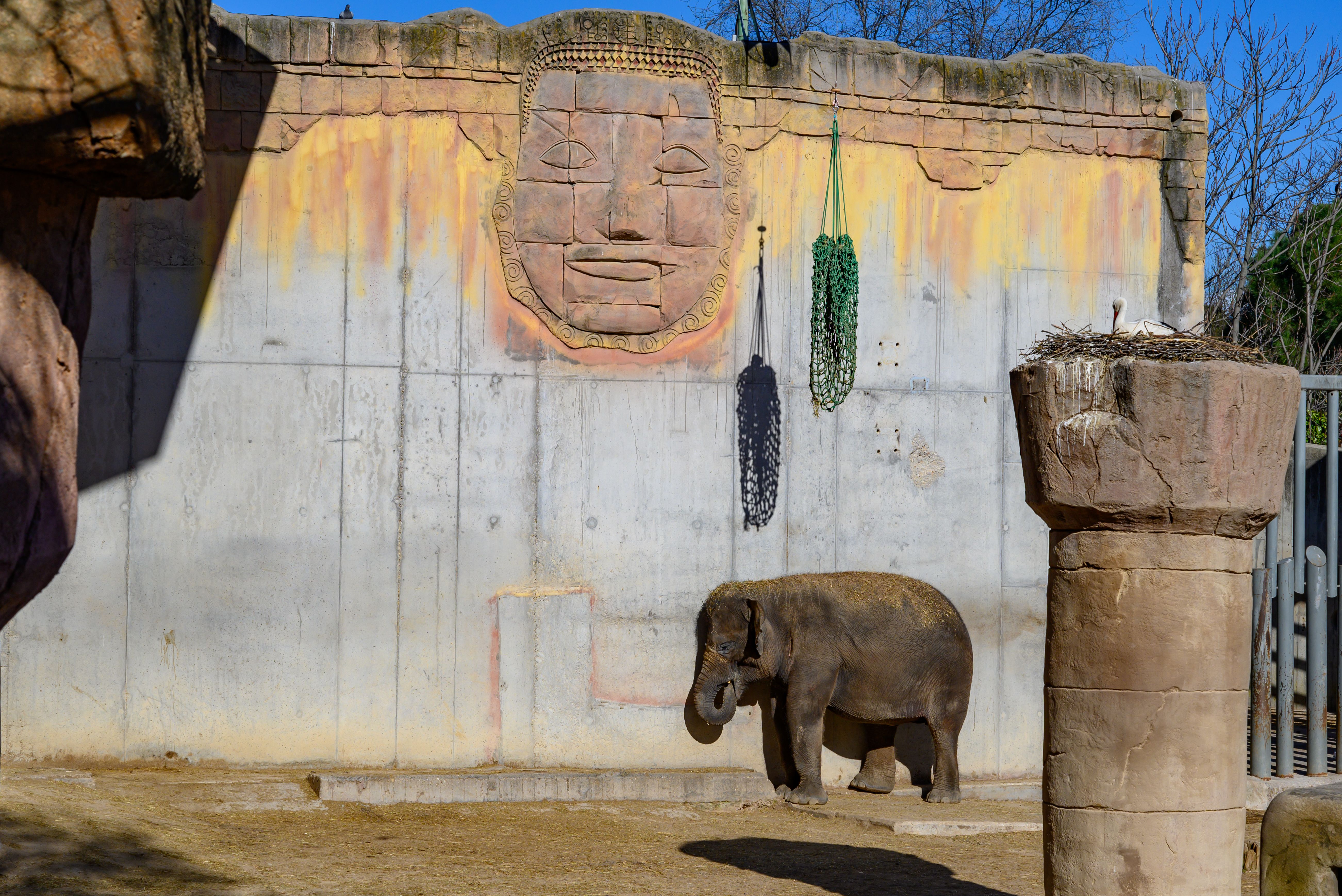 An Asian elephant at the Madrid Zoo standing in a sunny outdoor exhibit featuring ancient-style decorations.