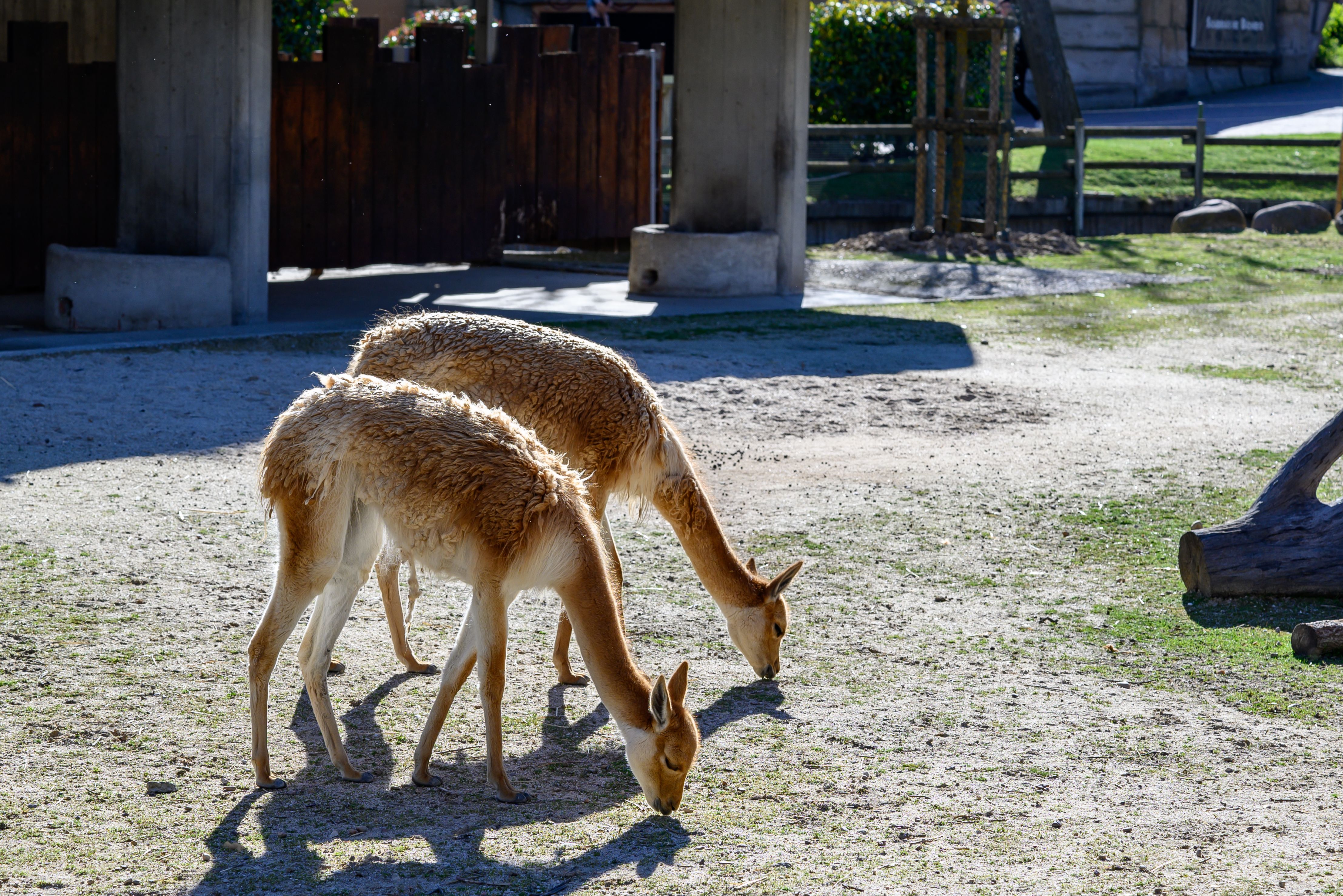 Madrid + Faunia Zoo