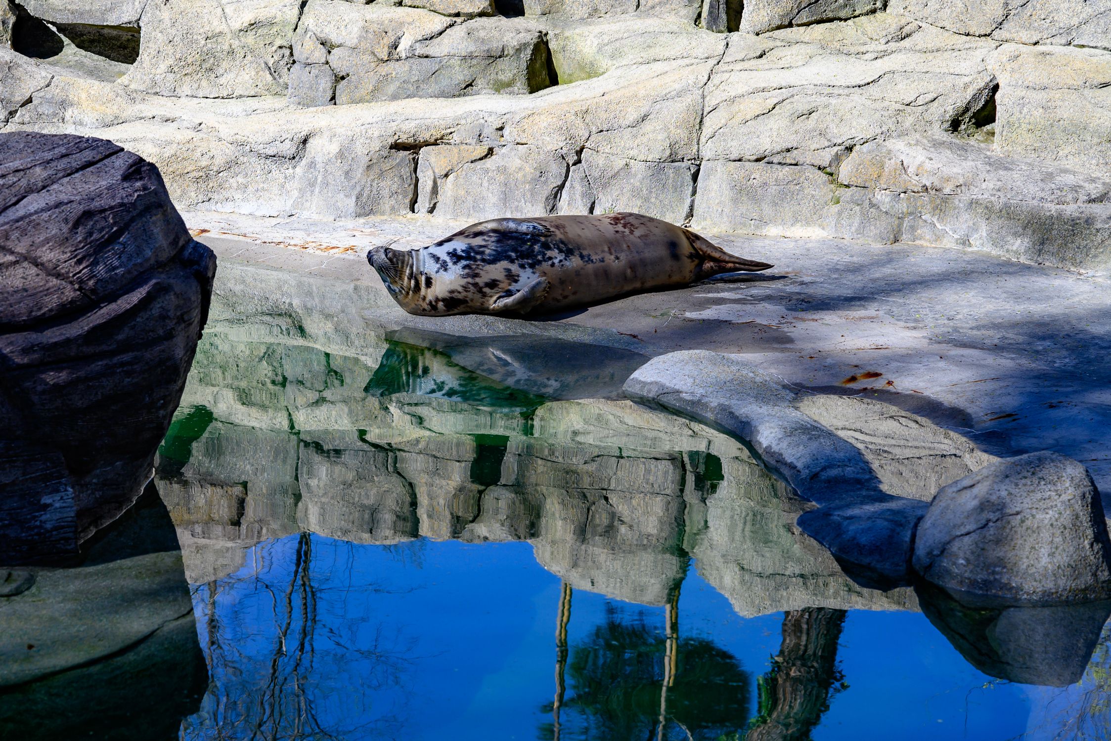 Seal Rocks Reflections Sticker Seal Resting on Rocks by Reflection Pool · Free Stock Photo