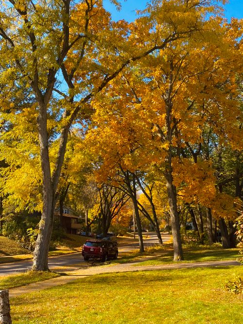 Free Captivating street view showcasing vibrant fall foliage in a suburban neighborhood. Stock Photo