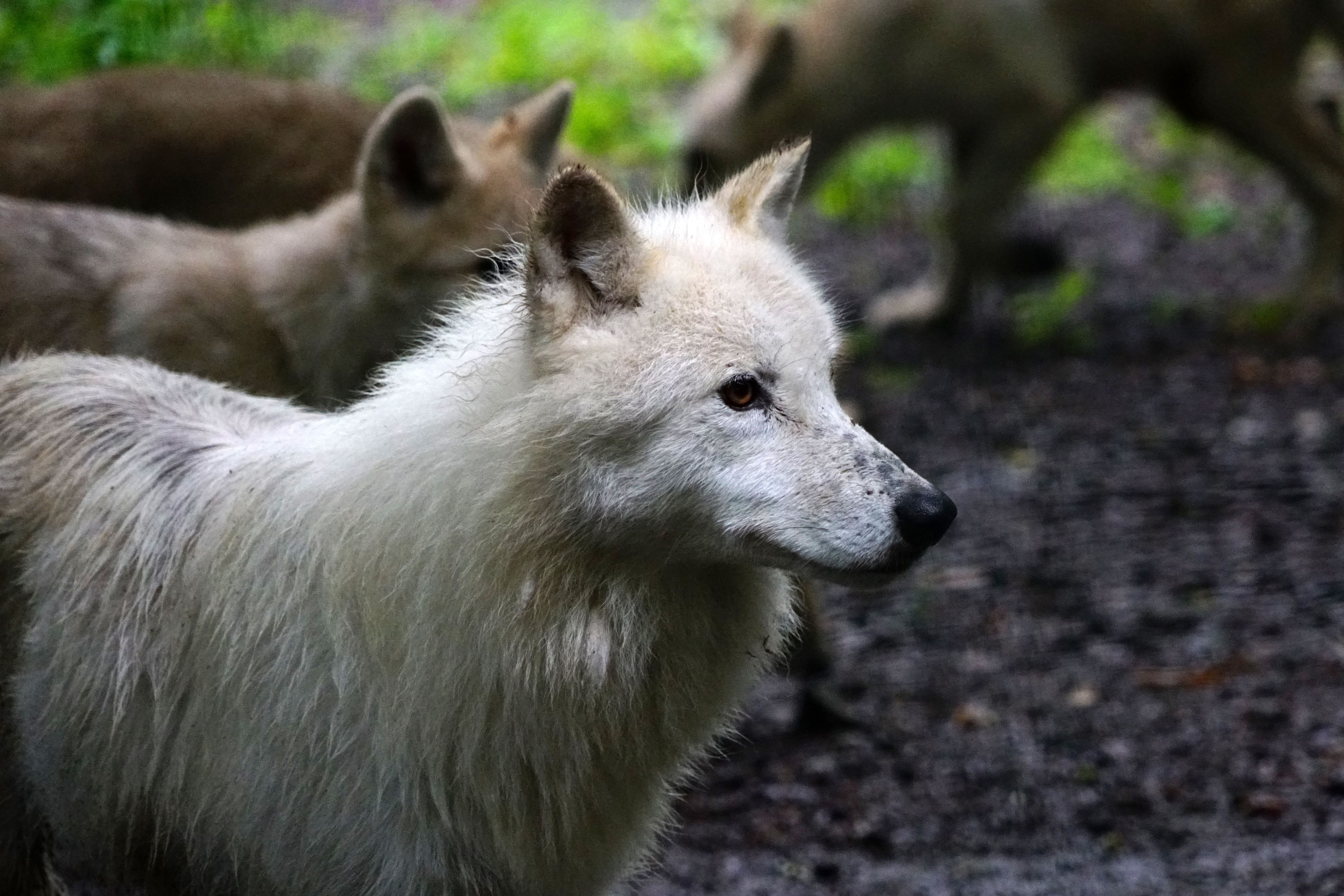 Arctic Wolves in Natural Habitat Outdoors · Free Stock Photo